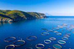 Dorado fishing farm in Greece aerial photography. Aquaculture pr