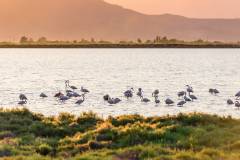 Flamingos in Ebro Delta nature park, Tarragona, Catalunya, Spain