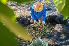 Farmer with straw hat and work clothes removing leaves from the